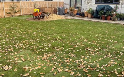 Freshly Laid Turf in Chelmsford, Essex